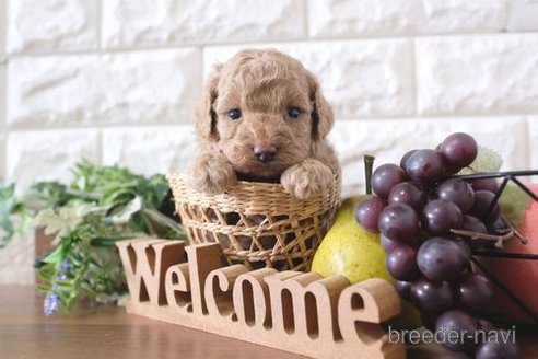 成約済の滋賀県のトイプードル-284831の6枚目