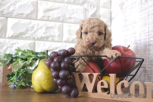 成約済の滋賀県のトイプードル-284831の5枚目