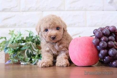 成約済の滋賀県のトイプードル-284831の2枚目