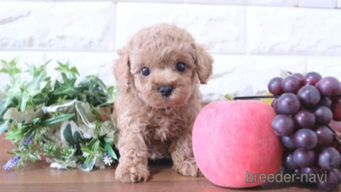 成約済の滋賀県のトイプードル-284832の1枚目