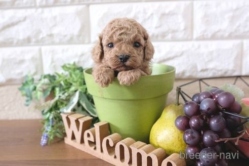 成約済の滋賀県のトイプードル-284832の6枚目