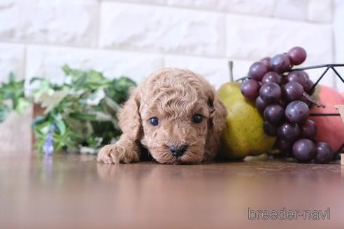 成約済の滋賀県のトイプードル-284832の5枚目