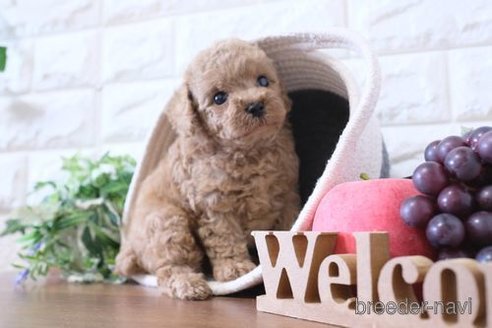 成約済の滋賀県のトイプードル-284832の2枚目