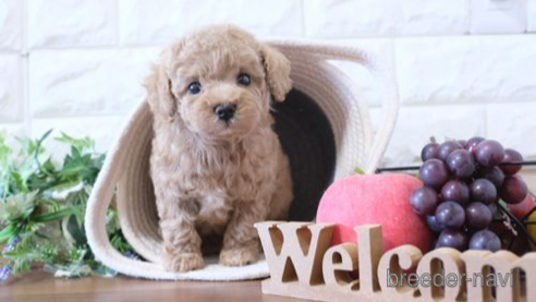 成約済の滋賀県のトイプードル-284874の1枚目