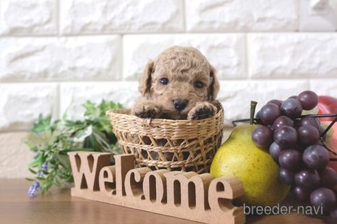 成約済の滋賀県のトイプードル-284874の6枚目