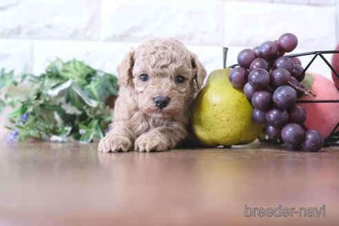 成約済の滋賀県のトイプードル-284874の5枚目