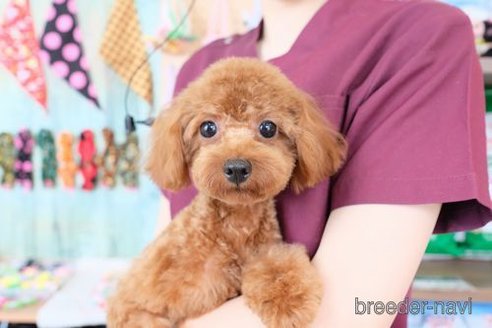 成約済の滋賀県のトイプードル-284874の4枚目