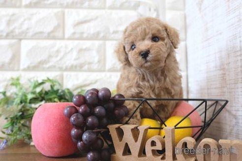 成約済の滋賀県のトイプードル-284874の2枚目