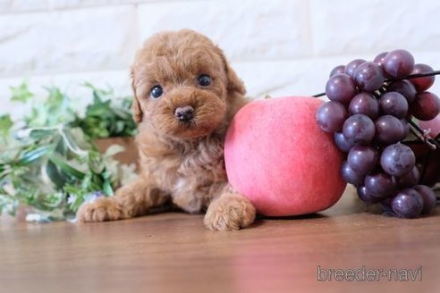 成約済の滋賀県のトイプードル-284878