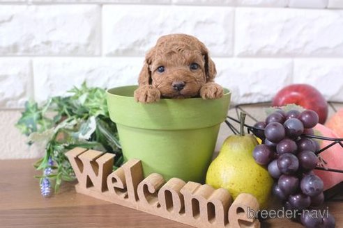 成約済の滋賀県のトイプードル-284878の6枚目