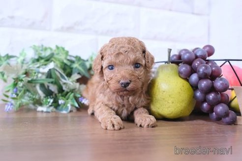 成約済の滋賀県のトイプードル-284878の5枚目