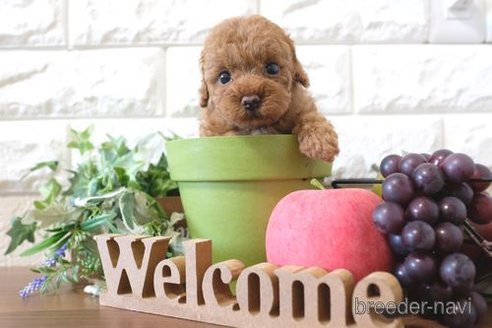 成約済の滋賀県のトイプードル-284878の2枚目