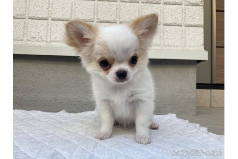成約済の大阪府のチワワ(ロングコート)-271530の3枚目