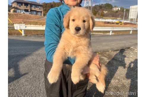 成約済の三重県のゴールデンレトリーバー-287823の11枚目