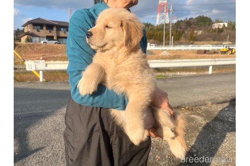 成約済の三重県のゴールデンレトリーバー-287823の12枚目