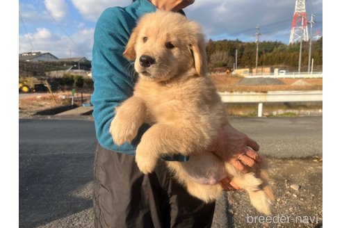 成約済の三重県のゴールデンレトリーバー-287823の7枚目