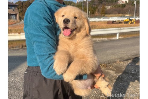 成約済の三重県のゴールデンレトリーバー-287823の9枚目