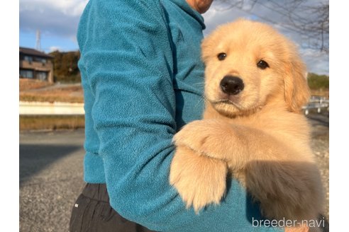 成約済の三重県のゴールデンレトリーバー-287823の4枚目