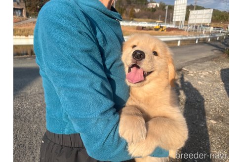 成約済の三重県のゴールデンレトリーバー-287823の6枚目