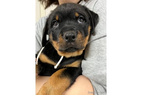 子犬
