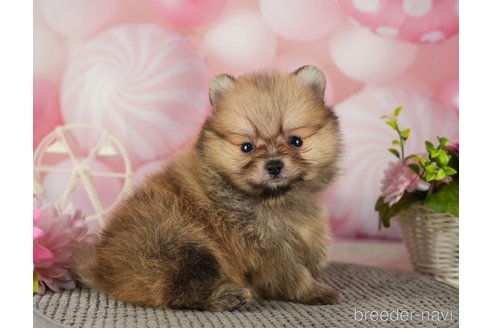 成約済の千葉県のポメラニアン-287923の7枚目