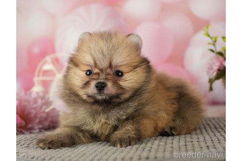 成約済の千葉県のポメラニアン-287923の8枚目