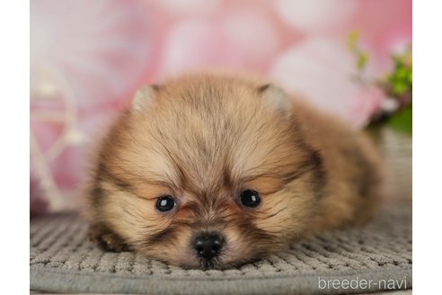 成約済の千葉県のポメラニアン-287923の9枚目