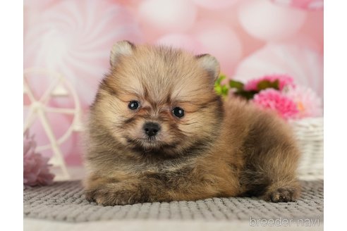 成約済の千葉県のポメラニアン-287923の10枚目