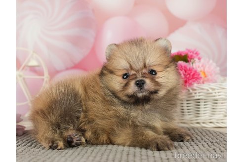 成約済の千葉県のポメラニアン-287923の3枚目