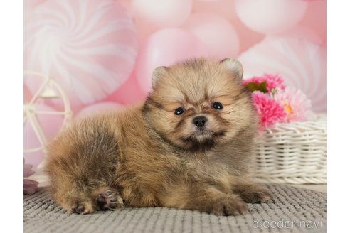 成約済の千葉県のポメラニアン-287923の4枚目