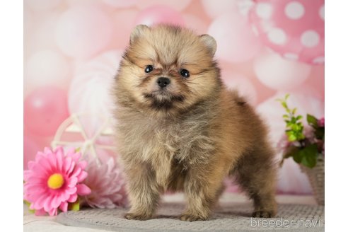 成約済の千葉県のポメラニアン-287923の2枚目