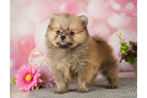 成約済の千葉県のポメラニアン-287923の5枚目