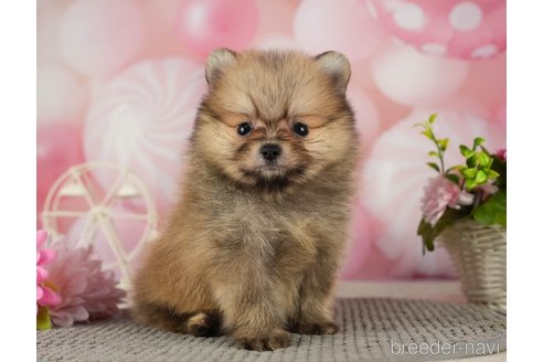 成約済の千葉県のポメラニアン-287923