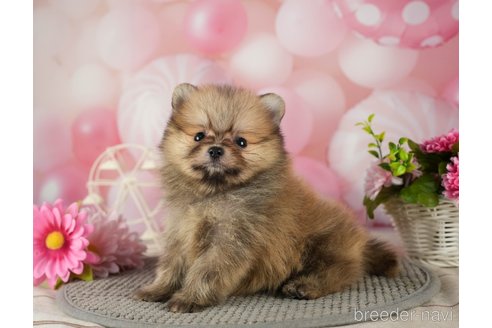 成約済の千葉県のポメラニアン-287923の6枚目