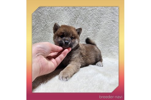 成約済の岡山県の柴犬-282800の10枚目