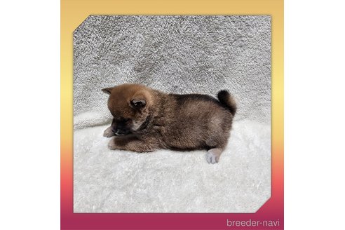 成約済の岡山県の柴犬-282800の9枚目
