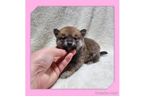 成約済の岡山県の柴犬-284210の9枚目