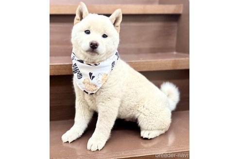成約済の埼玉県の柴犬-278567の1枚目