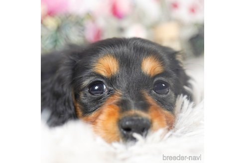 成約済の茨城県のミニチュアダックスフンド(ロングヘアード)-287955の1枚目