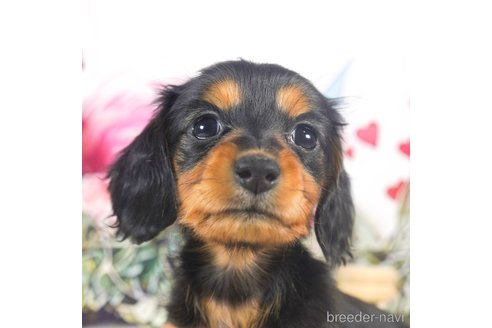 成約済の茨城県のミニチュアダックスフンド(ロングヘアード)-287955の4枚目