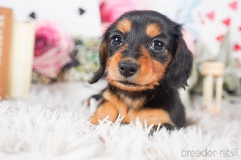 成約済の茨城県のミニチュアダックスフンド(ロングヘアード)-287955の5枚目