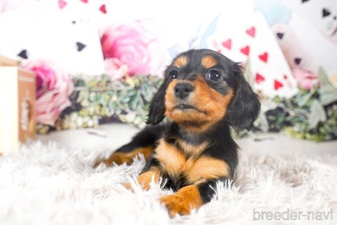 成約済の茨城県のミニチュアダックスフンド(ロングヘアード)-287955の3枚目