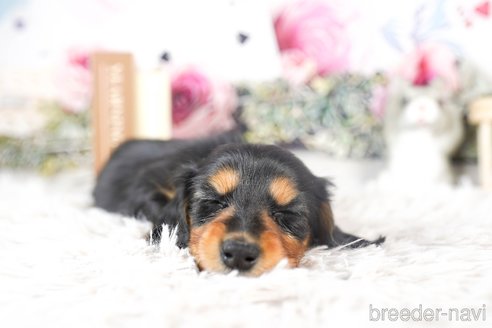 成約済の茨城県のミニチュアダックスフンド(ロングヘアード)-287955の2枚目