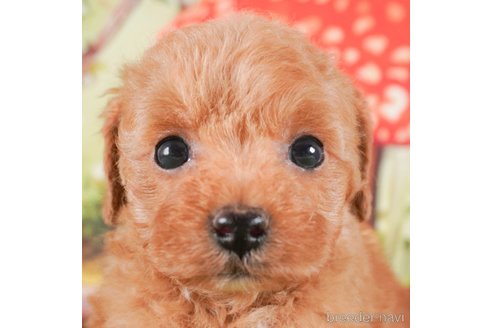 成約済の茨城県のトイプードル-287969