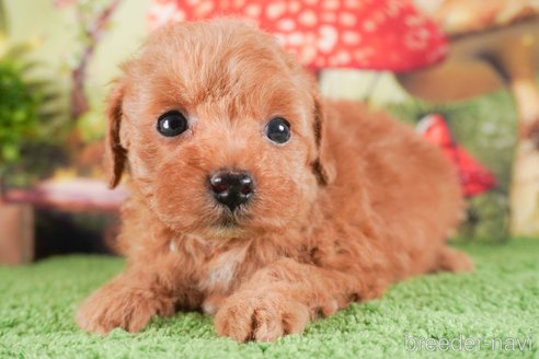 成約済の茨城県のトイプードル-287969の3枚目