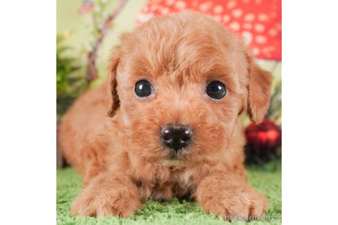 成約済の茨城県のトイプードル-287969の2枚目