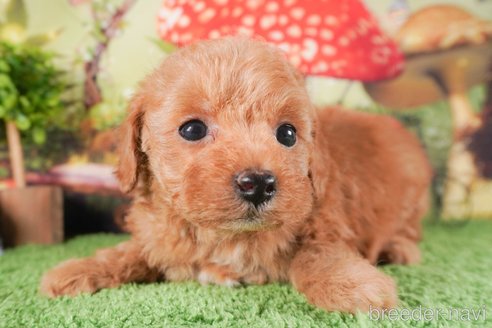 成約済の茨城県のトイプードル-287969の5枚目