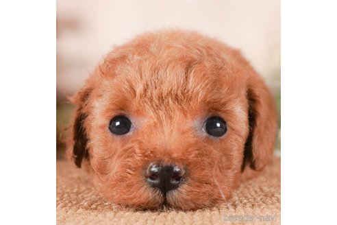 成約済の茨城県のトイプードル-287970