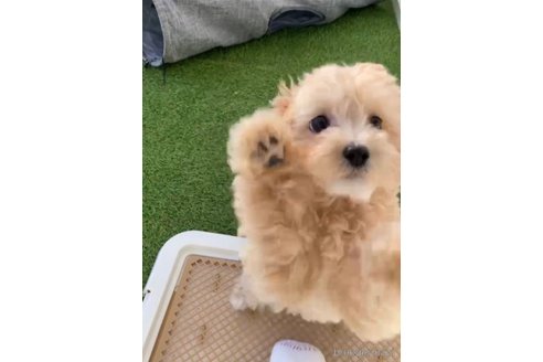成約済の福岡県のチワプー:チワワ×トイプードル-281980の7枚目