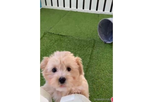 成約済の福岡県のチワプー:チワワ×トイプードル-281980の8枚目